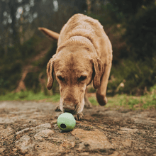 Load image into Gallery viewer, Beco Eco Natural Rubber Dog Ball - Pink - Green Coco
