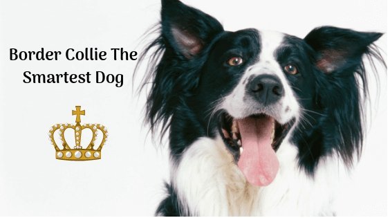 10 Of The Smartest Dog Breeds - Green Coco