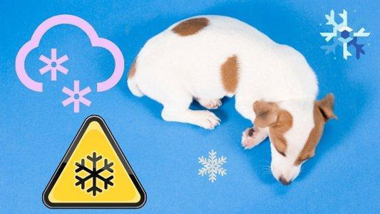 How to keep your Dog Happy in winter - Green Coco