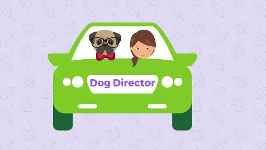 Tips for travelling in the car with your dog - Green Coco