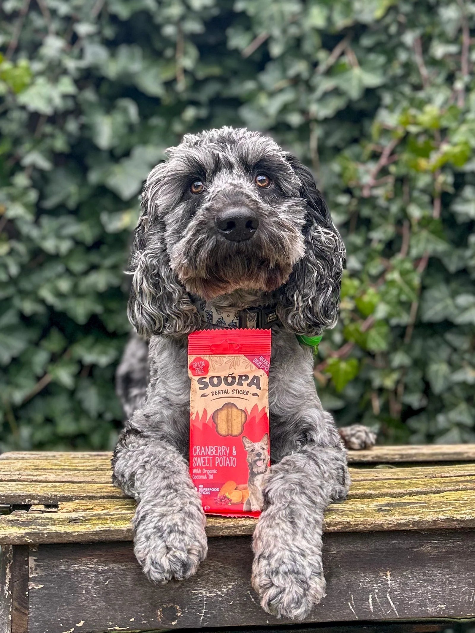 10 X - Soopa Dog Dental Sticks Mix Variety Super Bundle - Green Coco