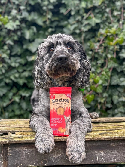 10 X - Soopa Dog Dental Sticks Mix Variety Super Bundle - Green Coco