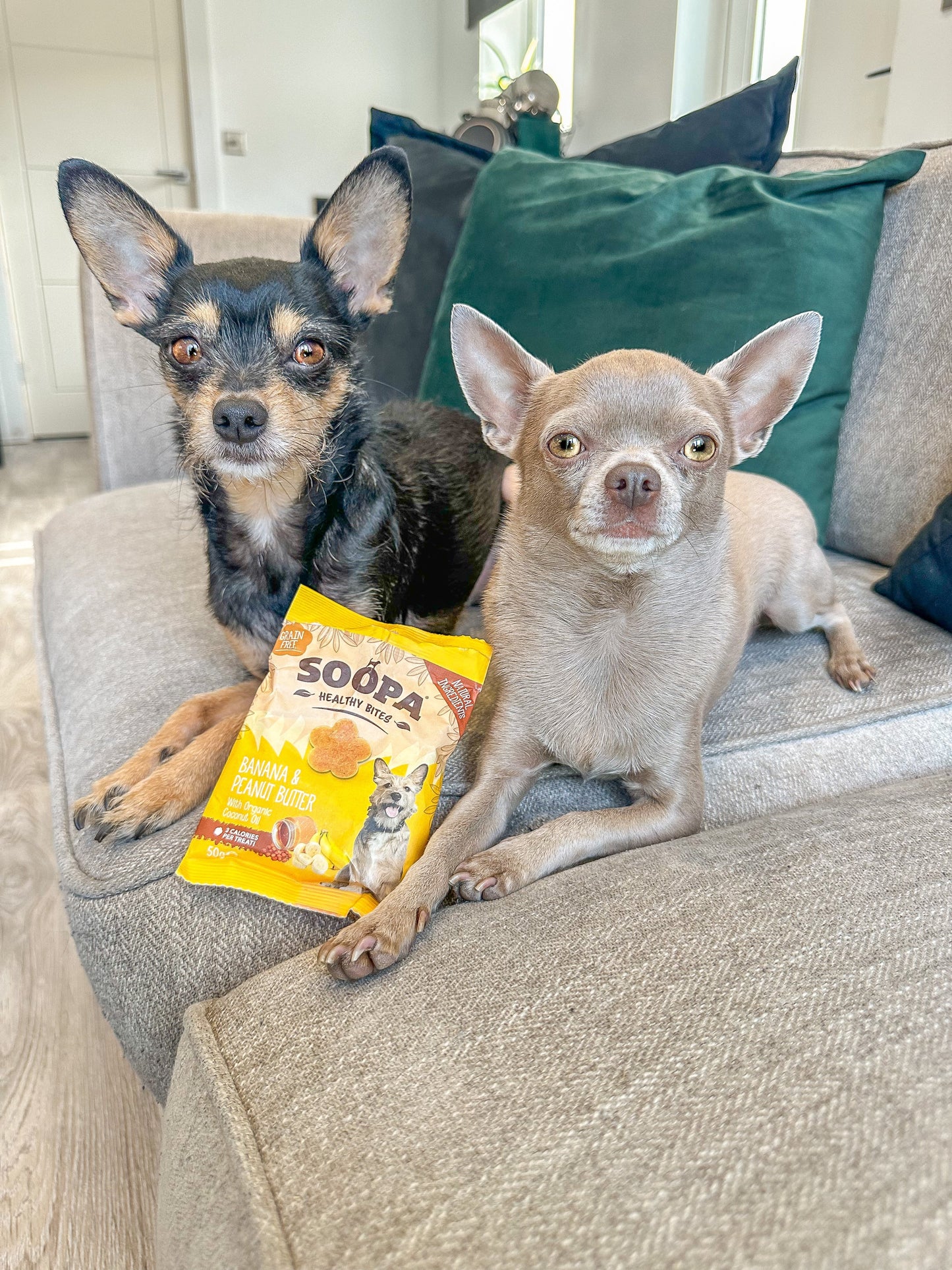 5 X - Soopa Healthy Bites Variety Bundle - Green Coco