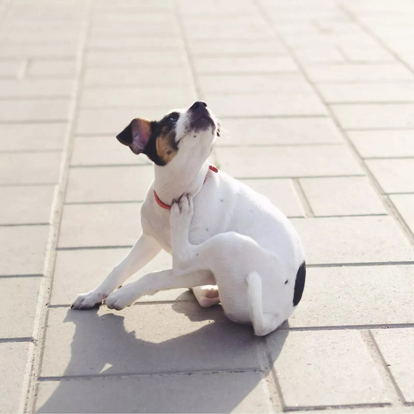 9 x Jr Pet Products 100% Meat Sticks Dog Treats - Ultimate Variety Bundle Pack - Green Coco