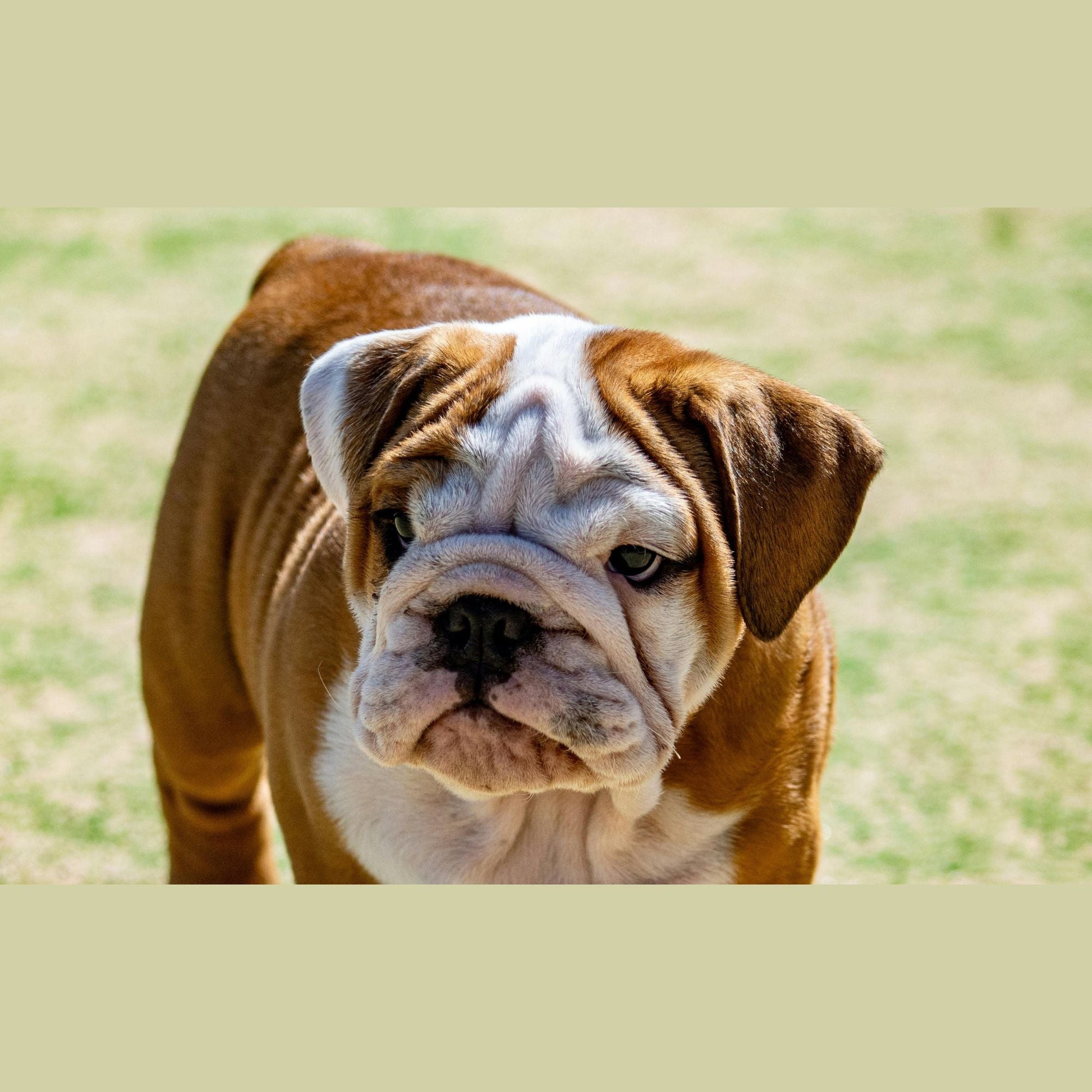 Oomeo 100 % Natural Dog Face Folds Balm Balm - 30 ml Pot - Green Coco