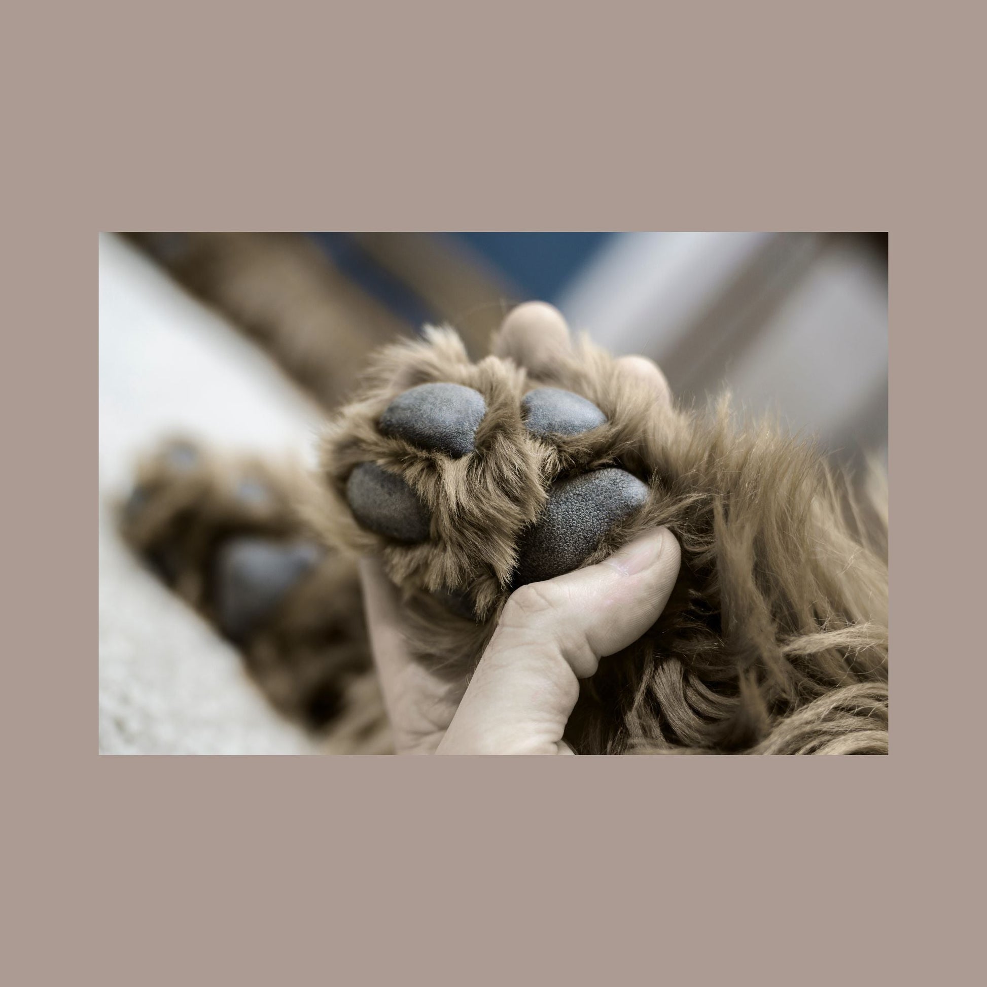 Oomeo 100% Natural Dog Paw Balm - 30 ml Pot - Green Coco