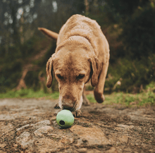 Load image into Gallery viewer, Beco Eco Natural Rubber Dog Ball - Blue - Green Coco
