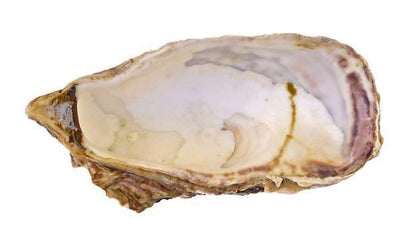 Ecohound 240 Small Eco-Friendly Dog Poop Bags with Handles - Green Coco